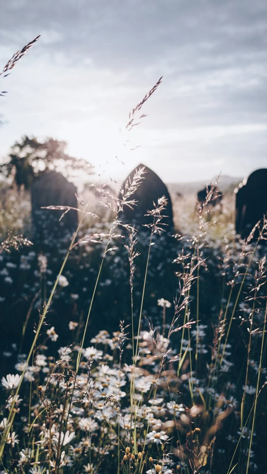 What are the dead corps in your emotional, energetic and mental basement?